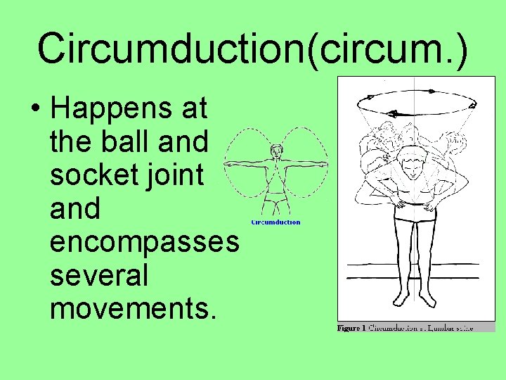 Circumduction(circum. ) • Happens at the ball and socket joint and encompasses several movements.