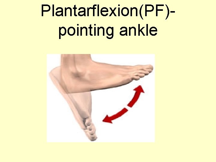 Plantarflexion(PF)pointing ankle 