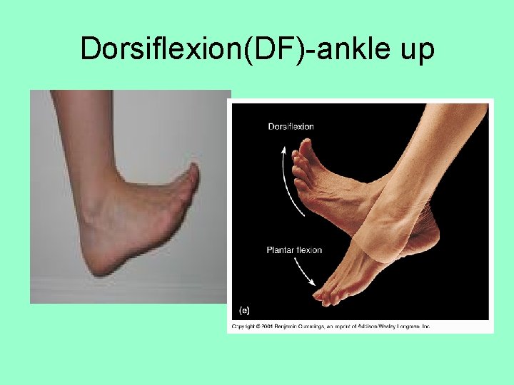 Dorsiflexion(DF)-ankle up 