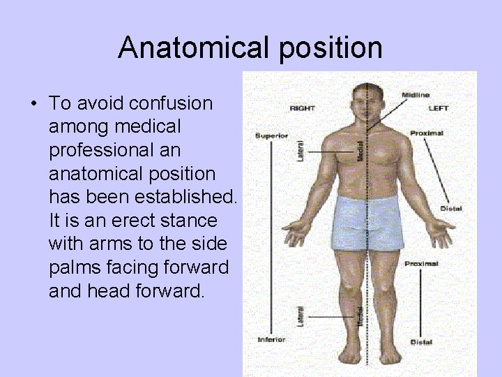 Anatomical position • To avoid confusion among medical professional an anatomical position has been
