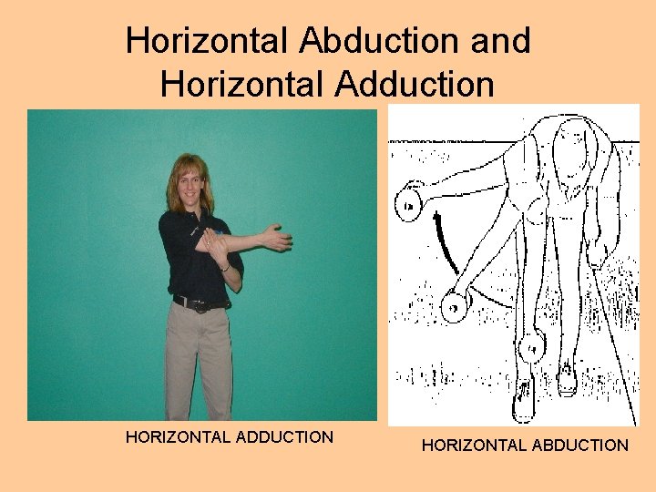 Horizontal Abduction and Horizontal Adduction HORIZONTAL ADDUCTION HORIZONTAL ABDUCTION 