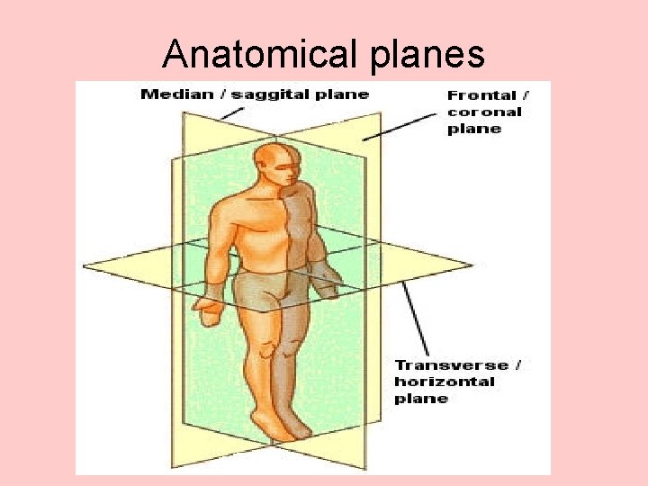 Anatomical planes 