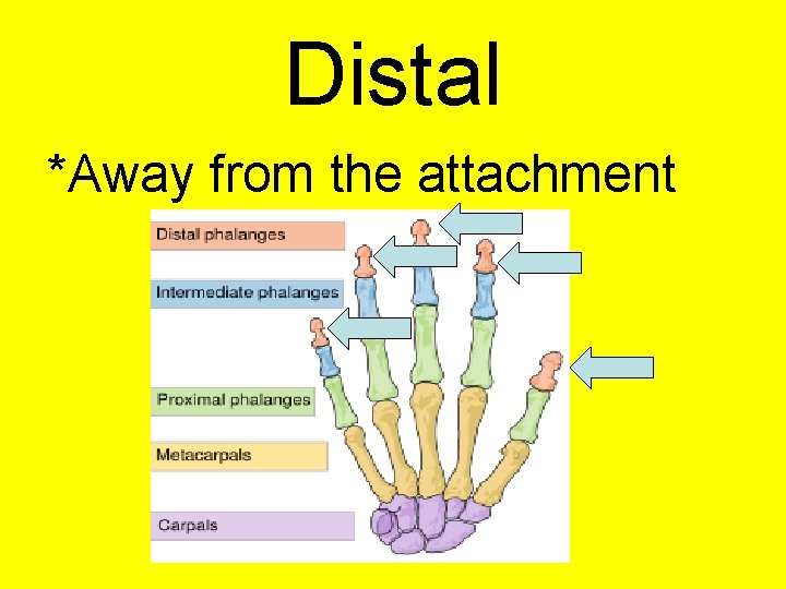 Distal *Away from the attachment 