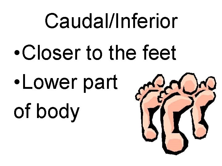 Caudal/Inferior • Closer to the feet • Lower part of body 