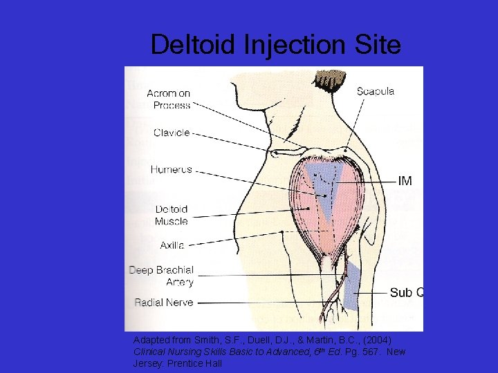 Deltoid Injection Site Adapted from Smith, S. F. , Duell, D. J. , &