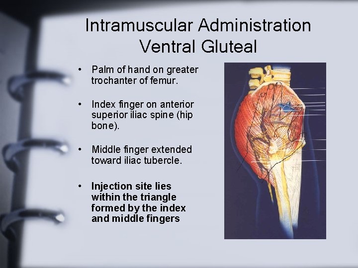 Intramuscular Administration Ventral Gluteal • Palm of hand on greater trochanter of femur. •