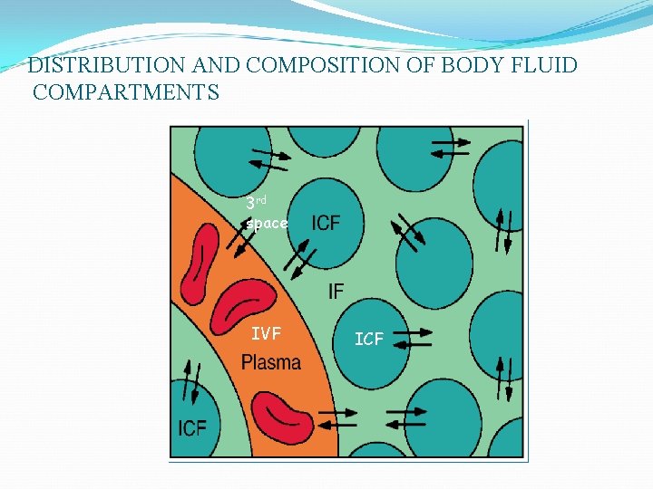 DISTRIBUTION AND COMPOSITION OF BODY FLUID COMPARTMENTS 3 rd space IVF ICF 