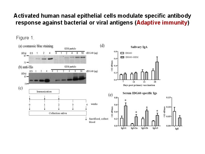 Activated human nasal epithelial cells modulate specific antibody response against bacterial or viral antigens