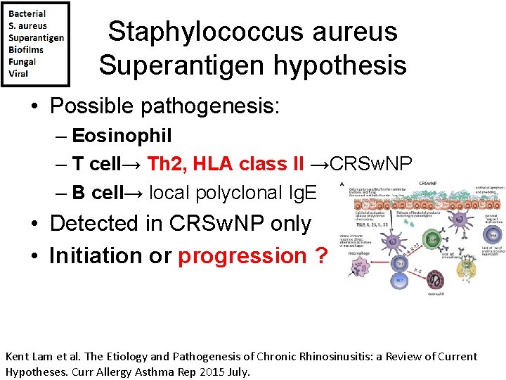 Staphylococcus aureus Superantigen hypothesis • Possible pathogenesis: – Eosinophil – T cell→ Th 2,