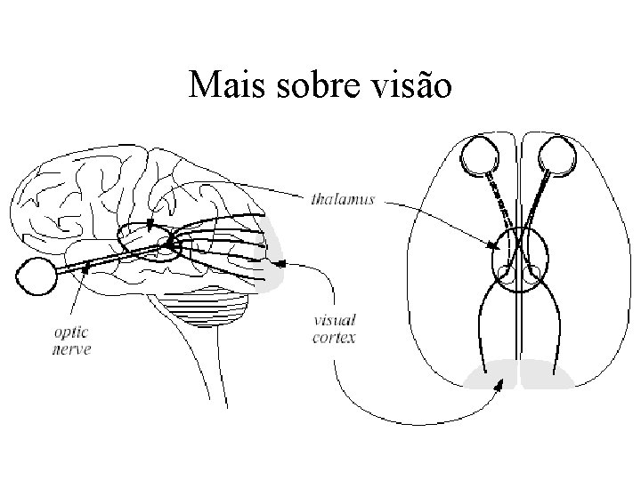 Mais sobre visão 