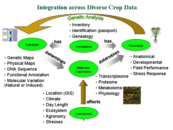 Integration across Diverse Crop Data • Inventory • Identification (passport) • Genealogy has Genotype