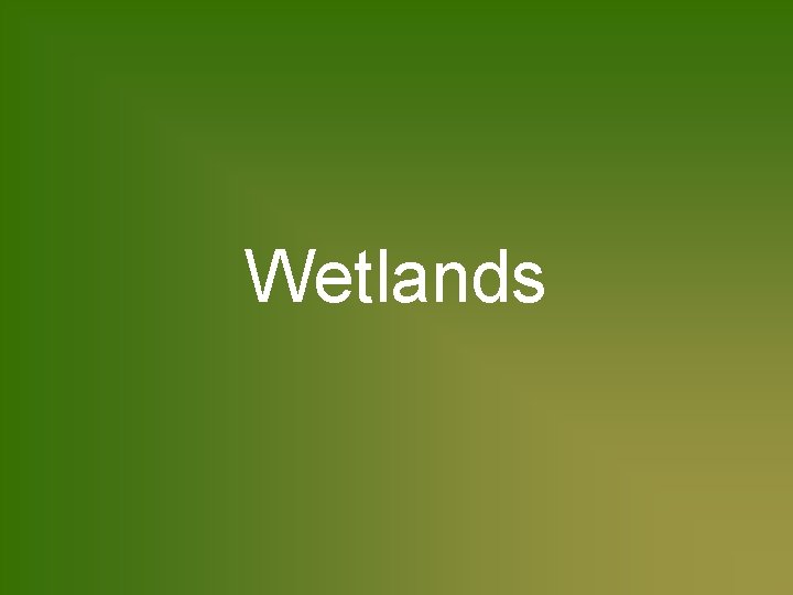 Wetlands 