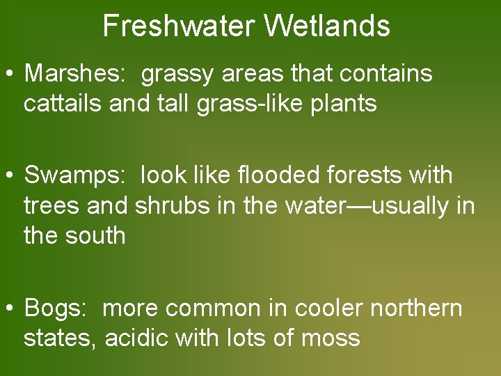 Freshwater Wetlands • Marshes: grassy areas that contains cattails and tall grass-like plants •