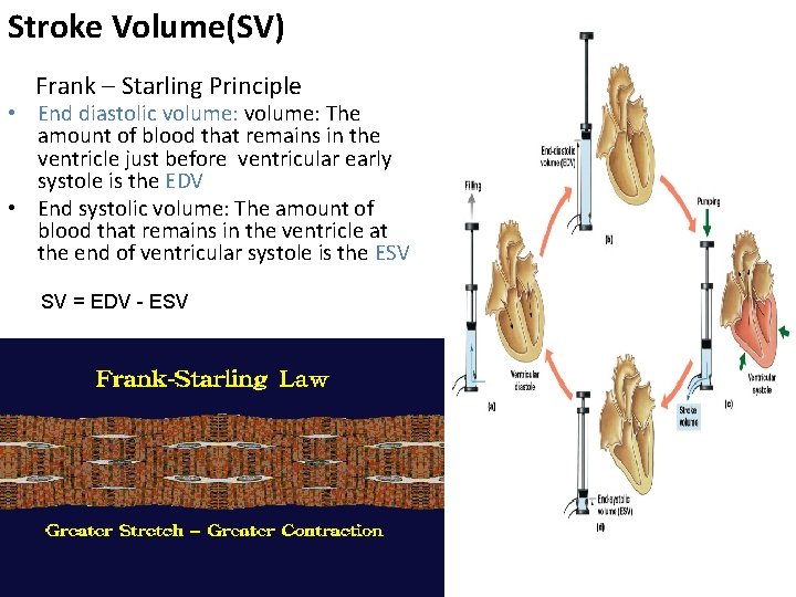 Stroke Volume(SV) Frank – Starling Principle • End diastolic volume: The amount of blood