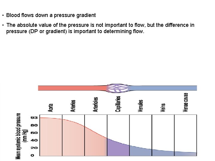  • Blood flows down a pressure gradient • The absolute value of the