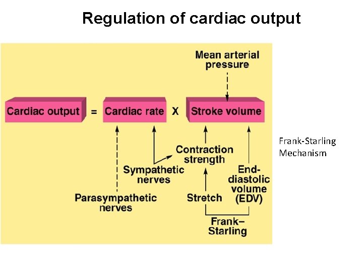 Regulation of cardiac output Frank-Starling Mechanism 