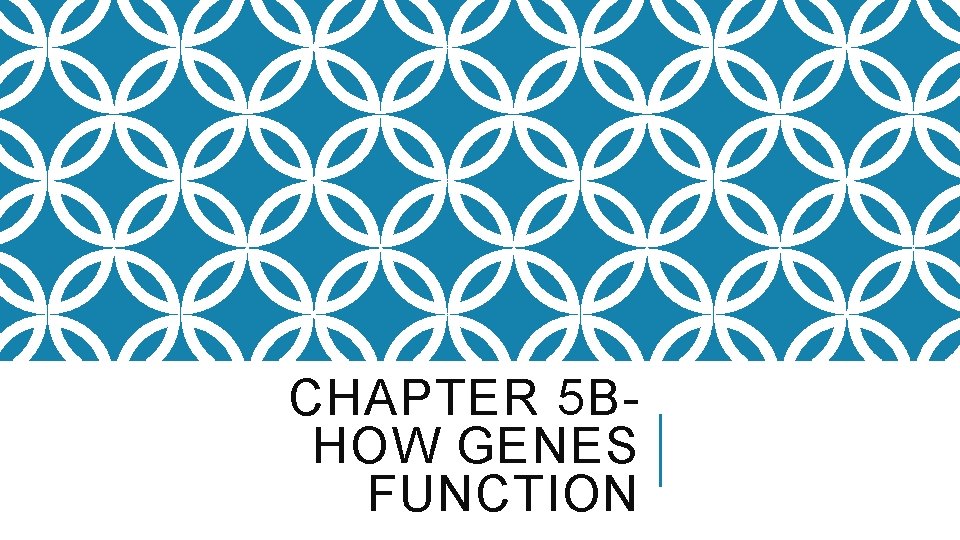 CHAPTER 5 BHOW GENES FUNCTION 