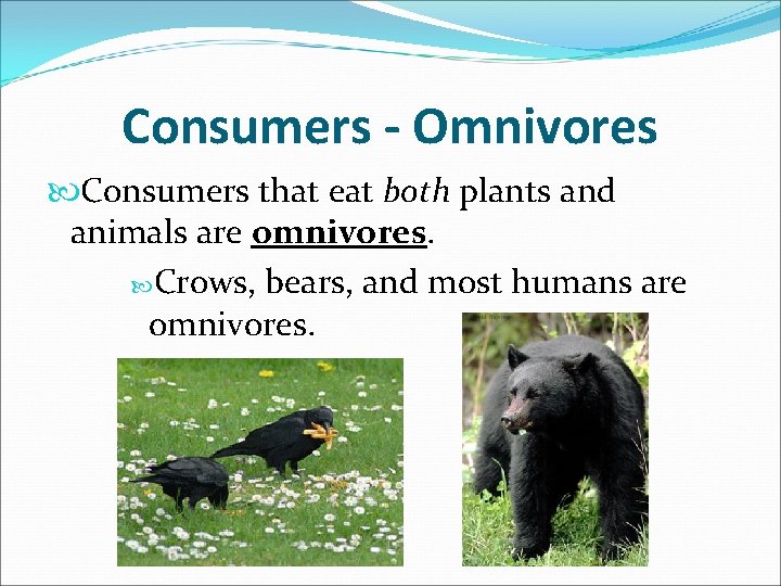 Consumers - Omnivores Consumers that eat both plants and animals are omnivores. Crows, bears,