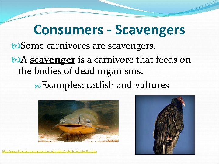 Consumers - Scavengers Some carnivores are scavengers. A scavenger is a carnivore that feeds