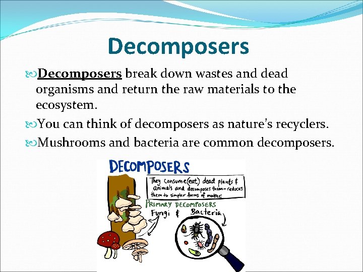 Decomposers break down wastes and dead organisms and return the raw materials to the