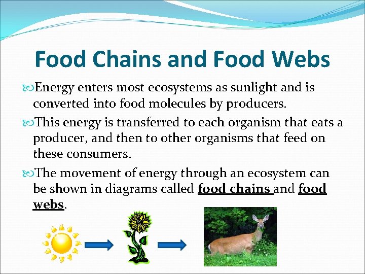 Food Chains and Food Webs Energy enters most ecosystems as sunlight and is converted