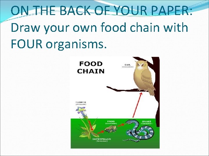 ON THE BACK OF YOUR PAPER: Draw your own food chain with FOUR organisms.