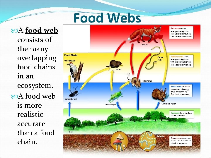  A food web consists of the many overlapping food chains in an ecosystem.