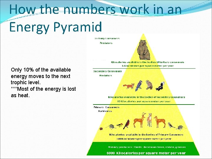 How the numbers work in an Energy Pyramid Only 10% of the available energy