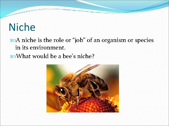 Niche A niche is the role or “job” of an organism or species in
