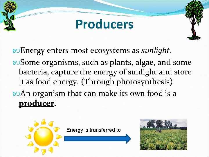 Producers Energy enters most ecosystems as sunlight. Some organisms, such as plants, algae, and