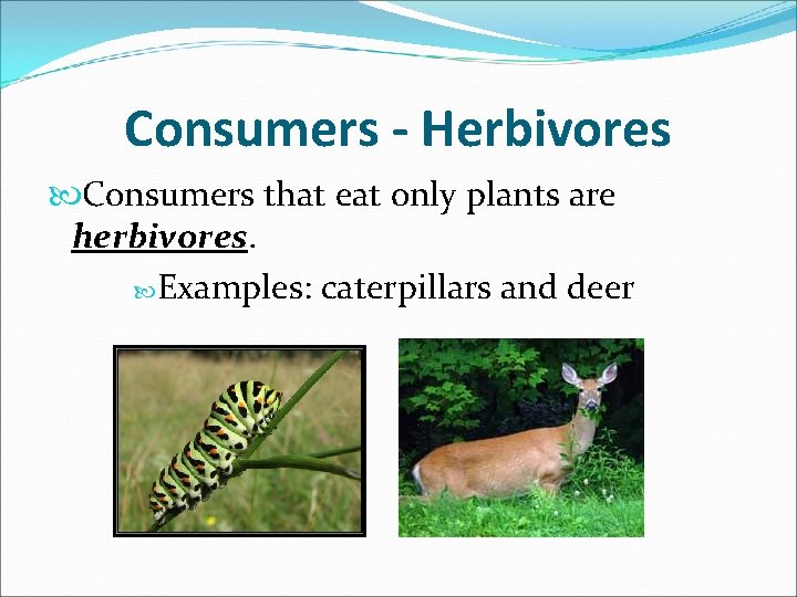 Consumers - Herbivores Consumers that eat only plants are herbivores. Examples: caterpillars and deer