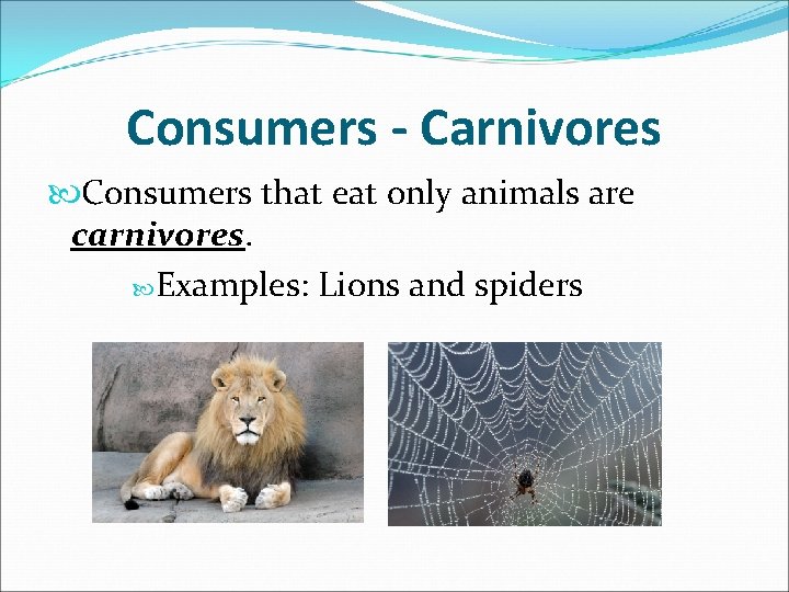 Consumers - Carnivores Consumers that eat only animals are carnivores. Examples: Lions and spiders