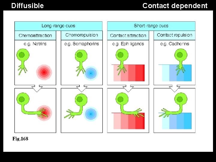 Diffusible Contact dependent 