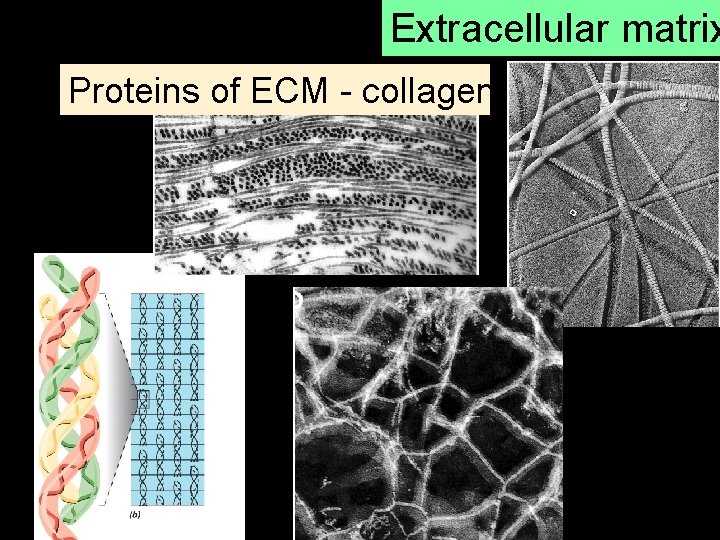 Extracellular matrix Proteins of ECM - collagen 