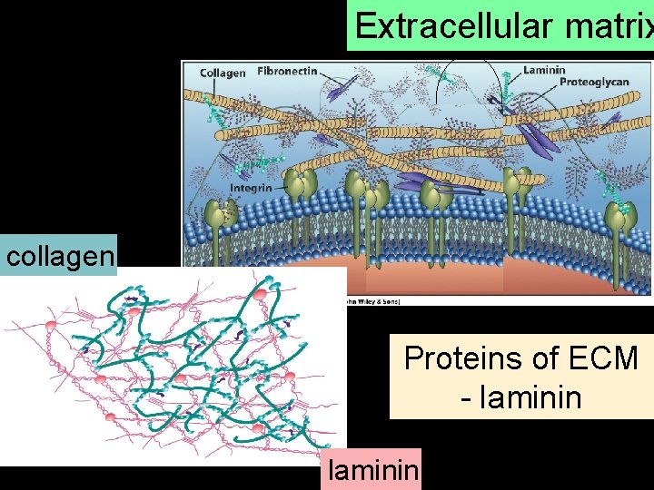 Extracellular matrix collagen Proteins of ECM - laminin 