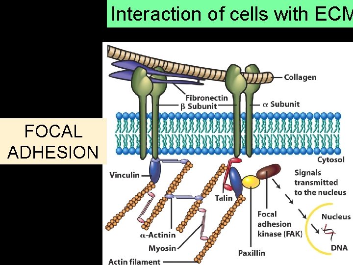Interaction of cells with ECM FOCAL ADHESION S 