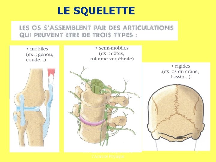 LE SQUELETTE Prévention des Risques liés à l’Activité Physique 3 