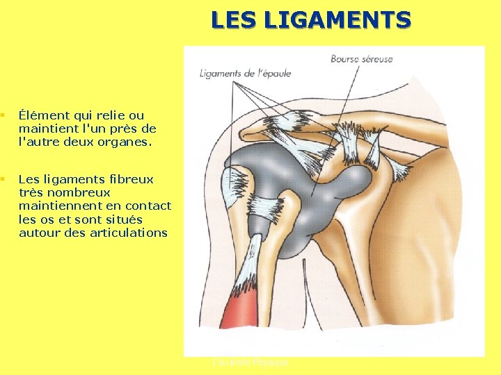 LES LIGAMENTS § Élément qui relie ou maintient l'un près de l'autre deux organes.