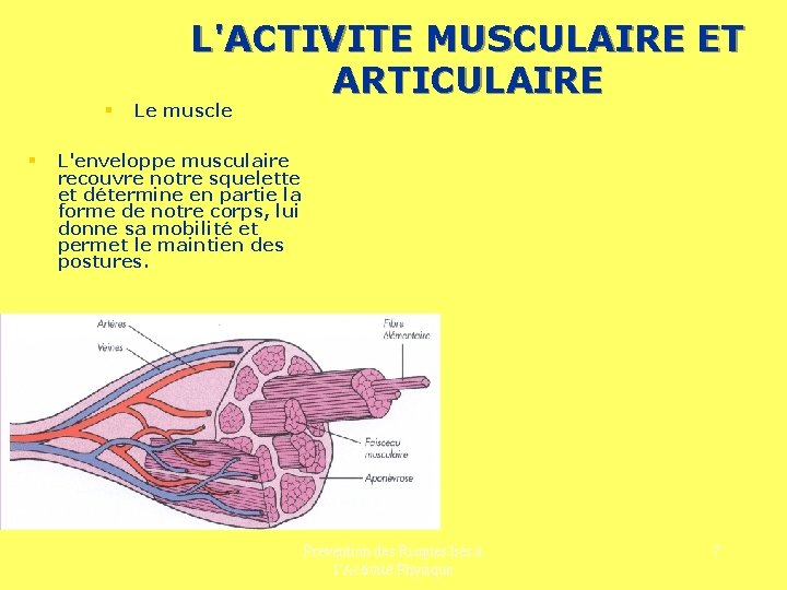 § § L'ACTIVITE MUSCULAIRE ET ARTICULAIRE Le muscle L'enveloppe musculaire recouvre notre squelette et