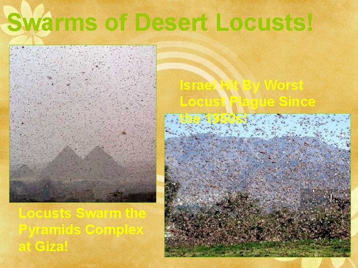 Swarms of Desert Locusts! Israel Hit By Worst Locust Plague Since the 1950 s!