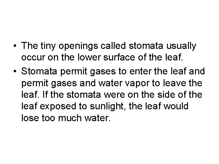  • The tiny openings called stomata usually occur on the lower surface of