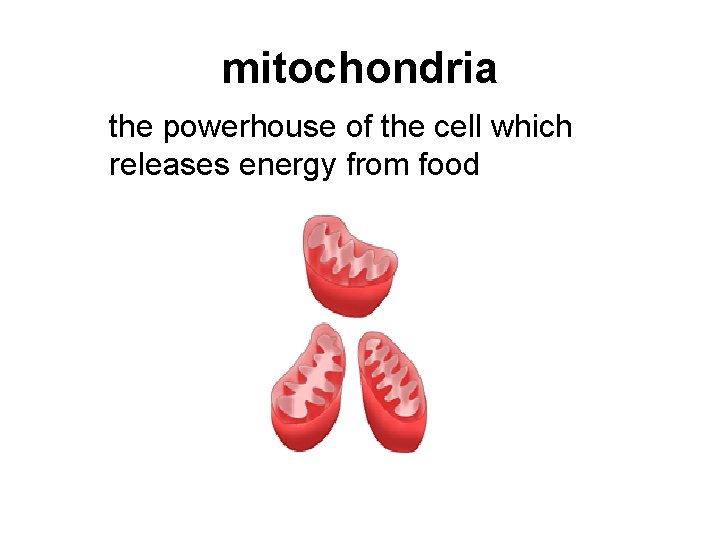 mitochondria the powerhouse of the cell which releases energy from food 