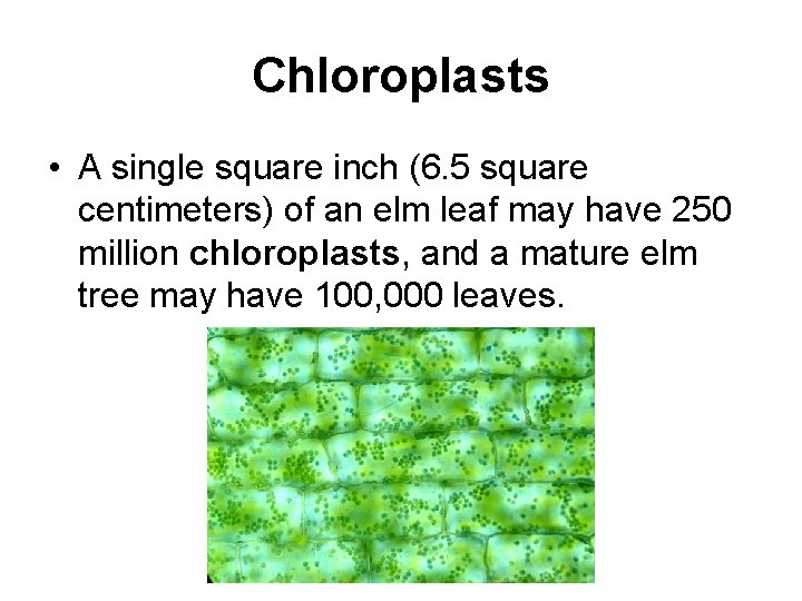 Chloroplasts • A single square inch (6. 5 square centimeters) of an elm leaf