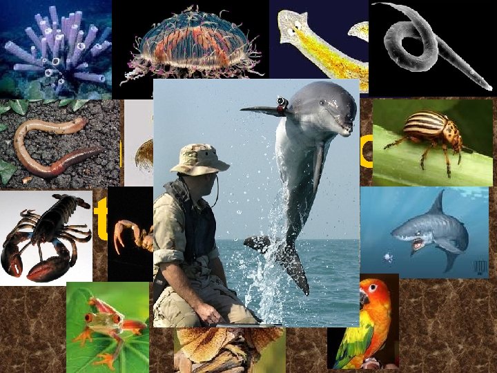 Introduction to Animals 