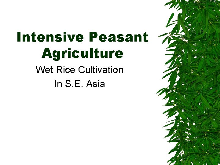 Intensive Peasant Agriculture Wet Rice Cultivation In S. E. Asia 
