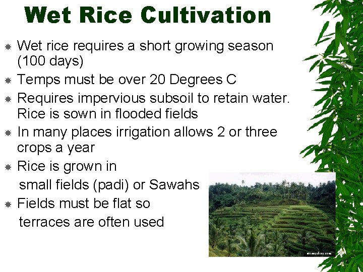 Wet Rice Cultivation Wet rice requires a short growing season (100 days) Temps must