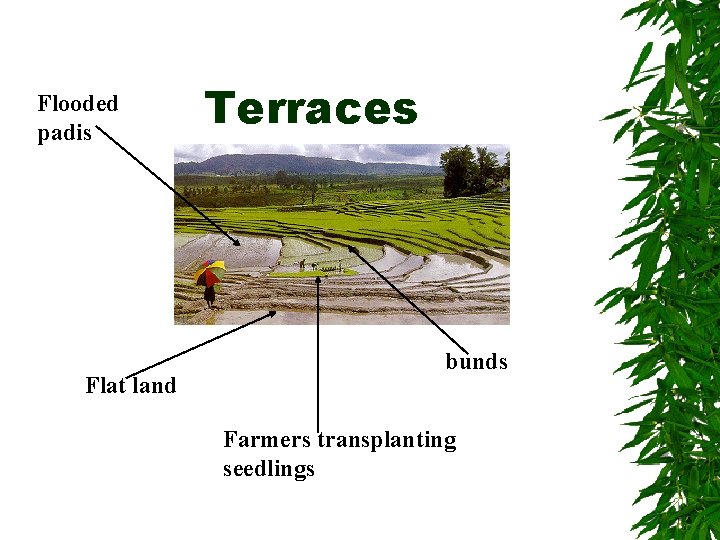 Flooded padis Flat land Terraces bunds Farmers transplanting seedlings 