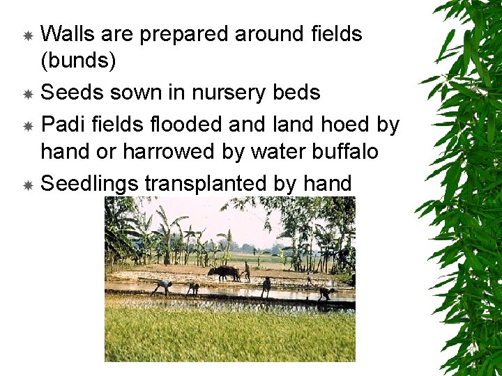 Walls are prepared around fields (bunds) Seeds sown in nursery beds Padi fields flooded