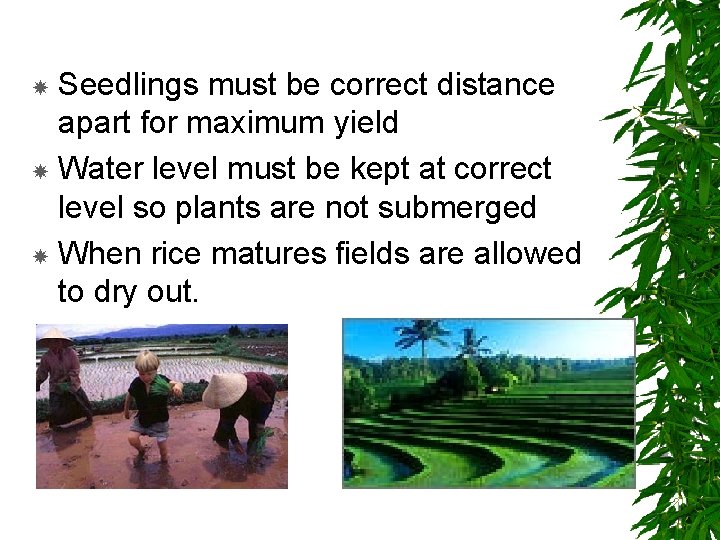 Seedlings must be correct distance apart for maximum yield Water level must be kept