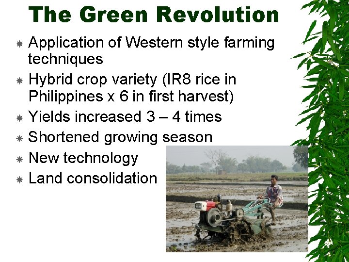 The Green Revolution Application of Western style farming techniques Hybrid crop variety (IR 8